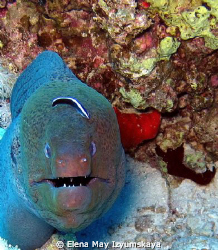 Giant moray and bluestreak cleaner wrasse by Elena May Izyumskaya 